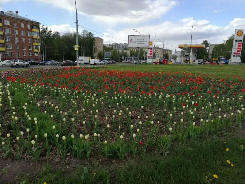 Клумбы и цветники москва. Село чапаевское цветы цветут. Фото клумб в ставрополе 2024 году. Цветы марфино. Цветы марфино.