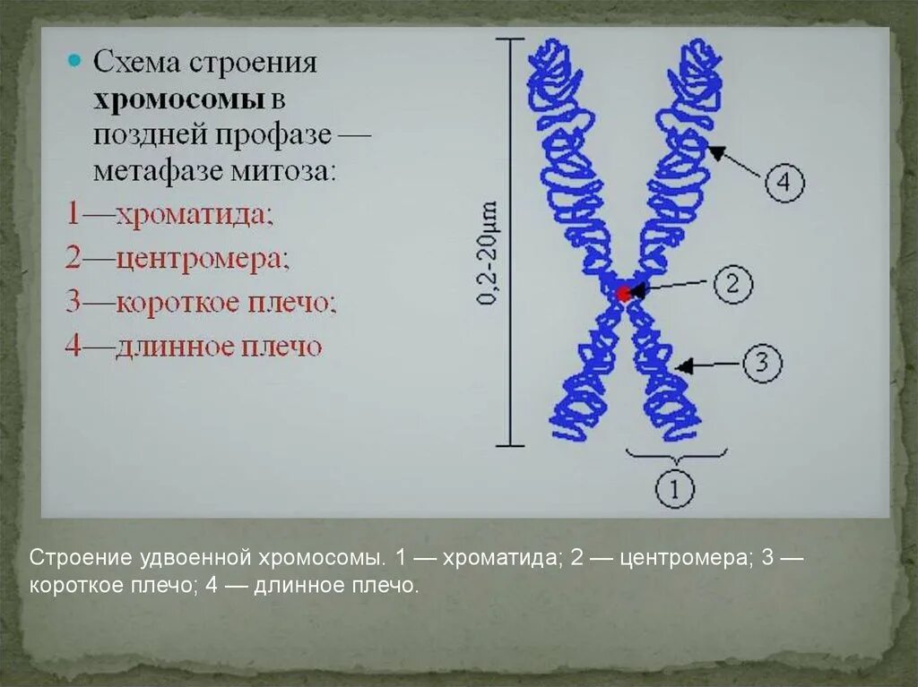 Схема строения хромосомы в поздней профазе метафазе митоза. Схема тонкого строения хромосомы. Структурное строение хромосомы. Опишите строение хромосомы. Удвоение генов в хромосоме