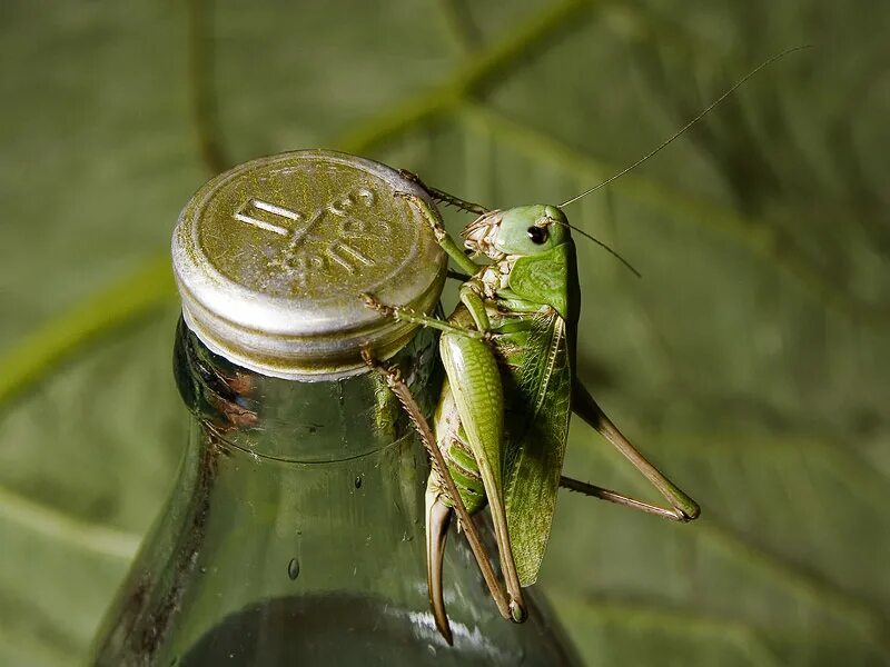 Кузнечик для детей. Стихи про насекомых для детей. С голубого рычага начинается река. Водный кузнечик. Сверчок маленький.