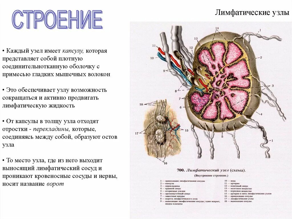 Лимфоузлы особенности