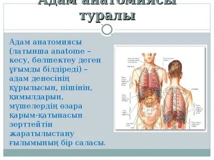 Әйелдерді жыныстық қатынаста қанағаттандыруға арналған позалар