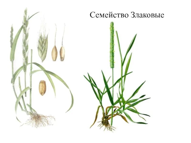 Отдел злаковых. Злаковые Мятликовые строение. Семейства покрытосеменных растений: злаковые. Семейство Мятликовые пшеница. Злаковые Покрытосеменные растения.