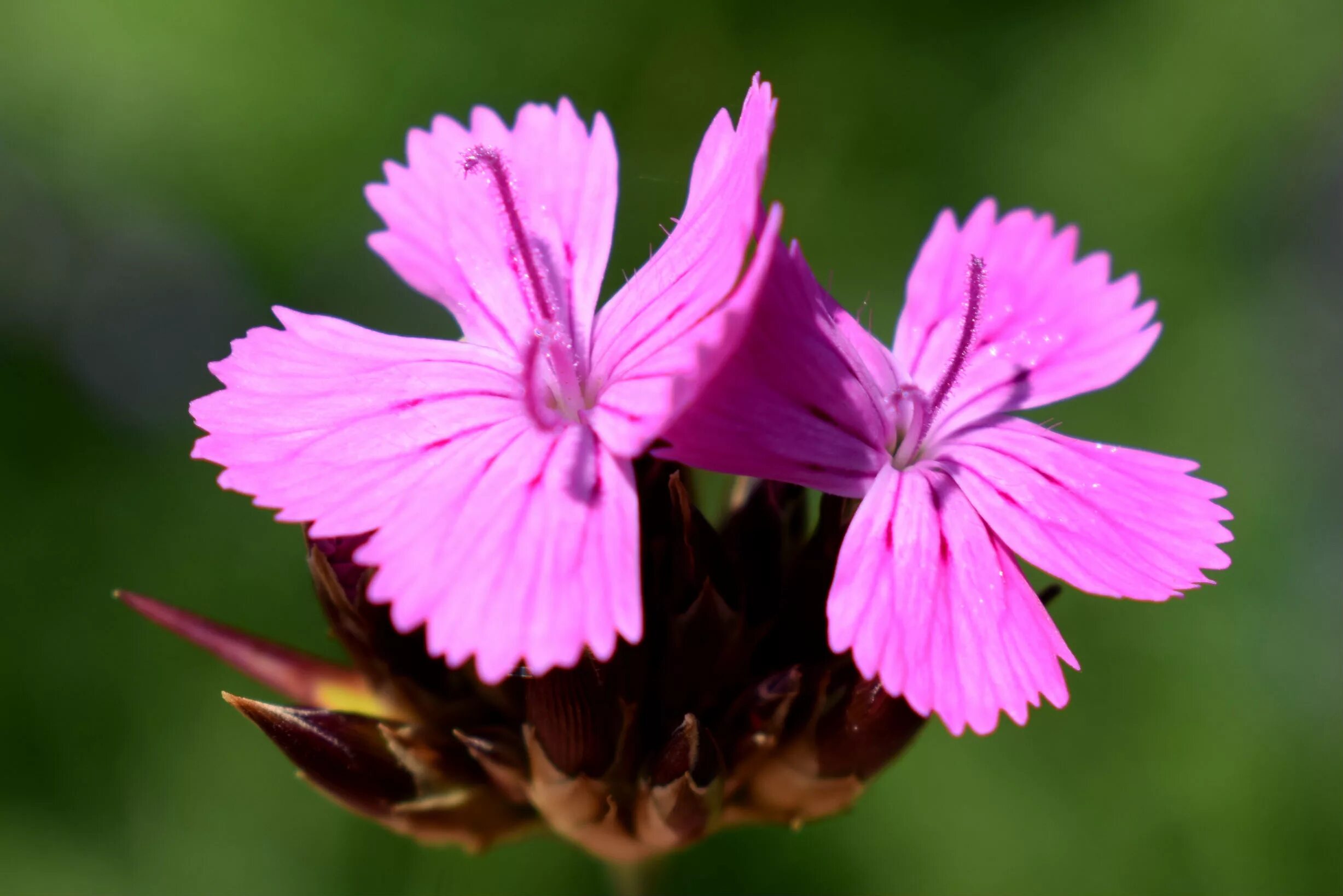 Гвоздика лесная. Гвоздика Полевая Луговая. Dianthus Campestris. Гвоздика южностепная. 2. Dianthus Campestris - гвоздика Полевая.