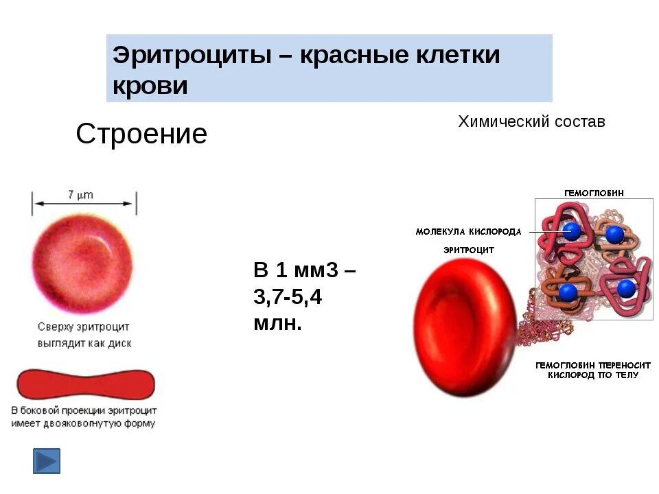 Кровь строение рисунок. Строение эритроцита человека схема. Строение эритроцитов в крови человека. Эритроциты анатомия строение. Эритроциты строение клетки.