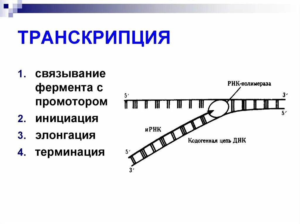 Матричная и транскрибируемая днк. Транскрипция эукариот инициация элонгация. Схема транскрипции ДНК промотор. Инициация транскрипции. Транскрипция инициация элонгация терминация.