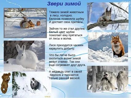 Сообщение о жизни животных зимой
