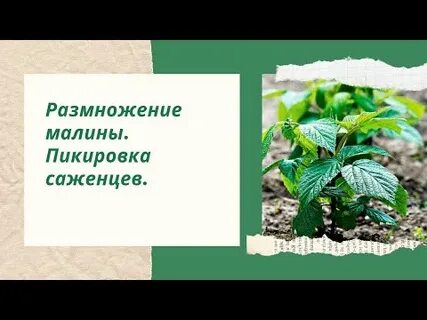 Малина какое размножение