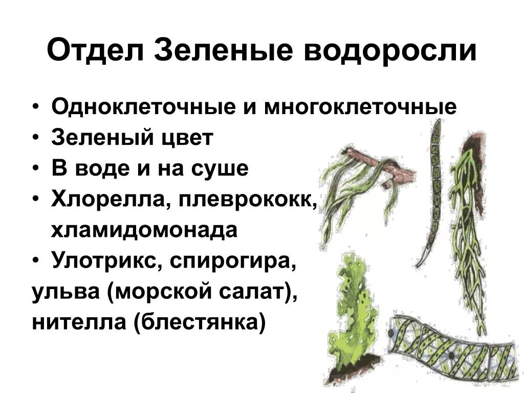 Многоклеточные водоросли 7 класс биология. Отдел зеленые водоросли. Многоклеточные зеленые водоросли. Многоклеточные низшие растения. Многоклеточные водоросли состоят из большого числа