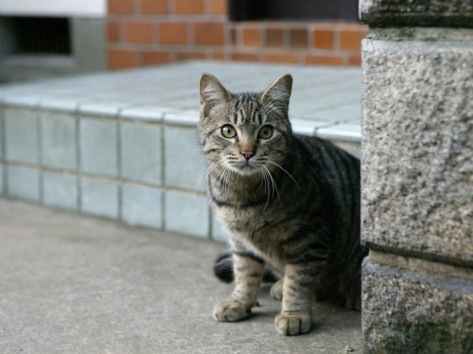 Кот дворняга порода. Дворовый кот. Уличный кот. Уличная кошка. Уличные кошки купить