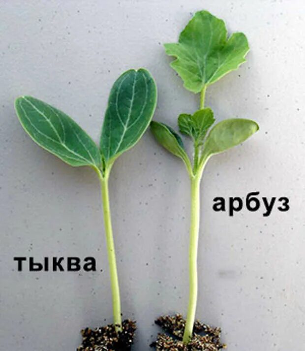 Прививка арбузов на лагенарию. Прививка дыни на тыкву в расщеп. Прививка арбуза на лагенарию. Прививка арбуза на лагенарию язычком. Прививка огурца на тыкву в расщеп.