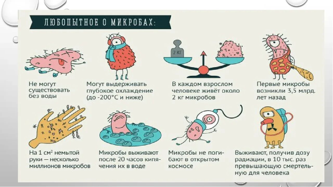 Факты о бактериях. Факты о микробах. Интересные факты о бактериях. Интересные факты о микробах. Факты биология 8 класс