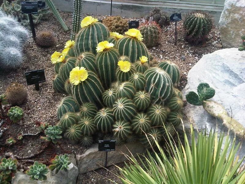 Пародия великолепная. Кактус Parodia magnifica. Eriocactus magnificus. Пародия Магнифика. Эриокактус великолепный.