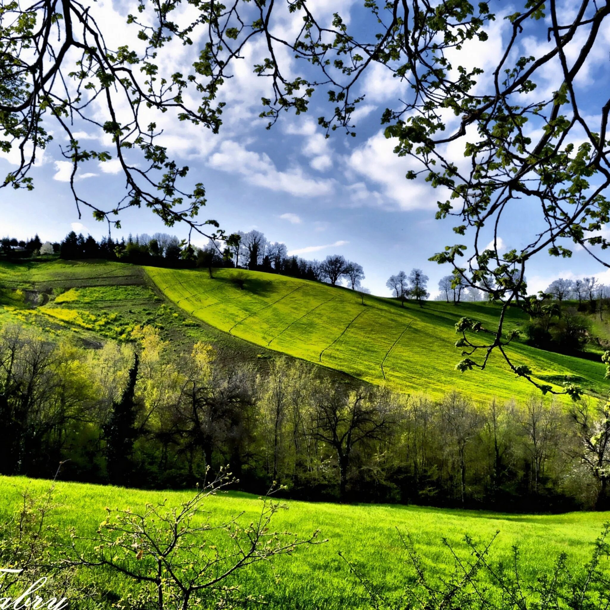 Природа. Пейзаж. Зеленая природа. Зеленый пейзаж. Natural spring