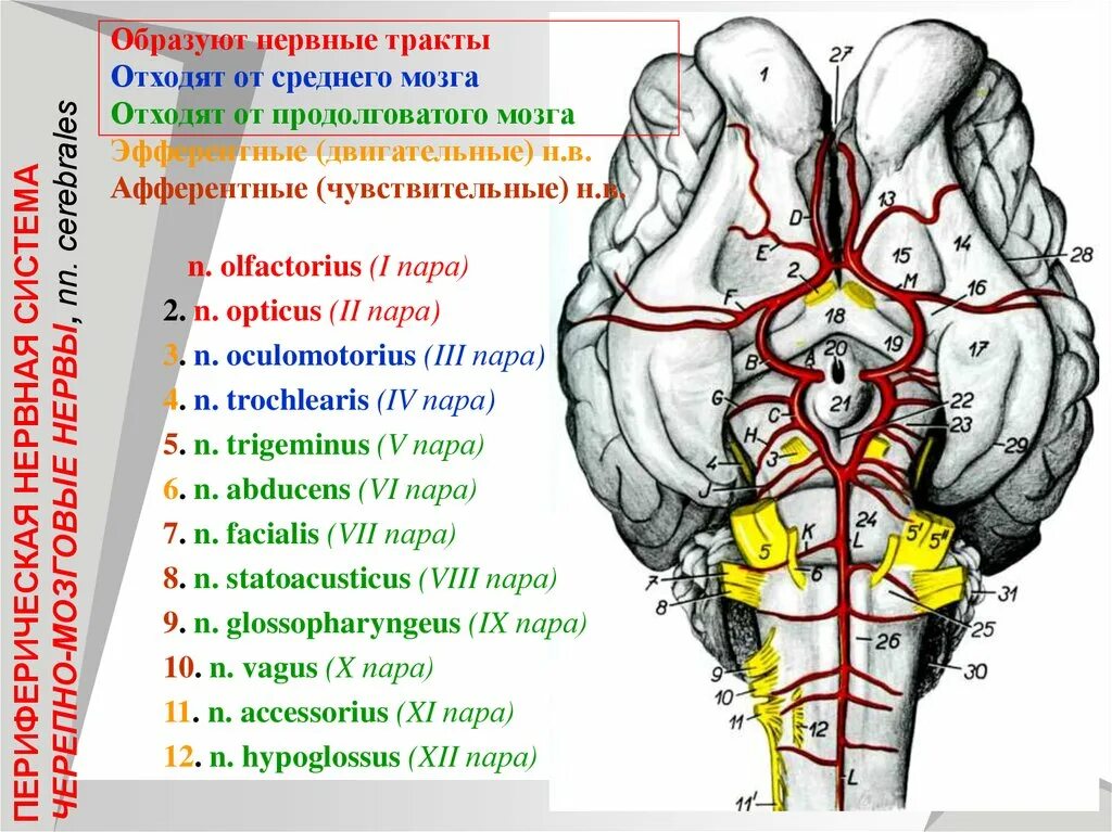 12 ЧМН анатомия. 12 Пар черепных нервов смешанные. 12 Пар черепных нервов анатомия животных. V, VII, VIII ЧМН.