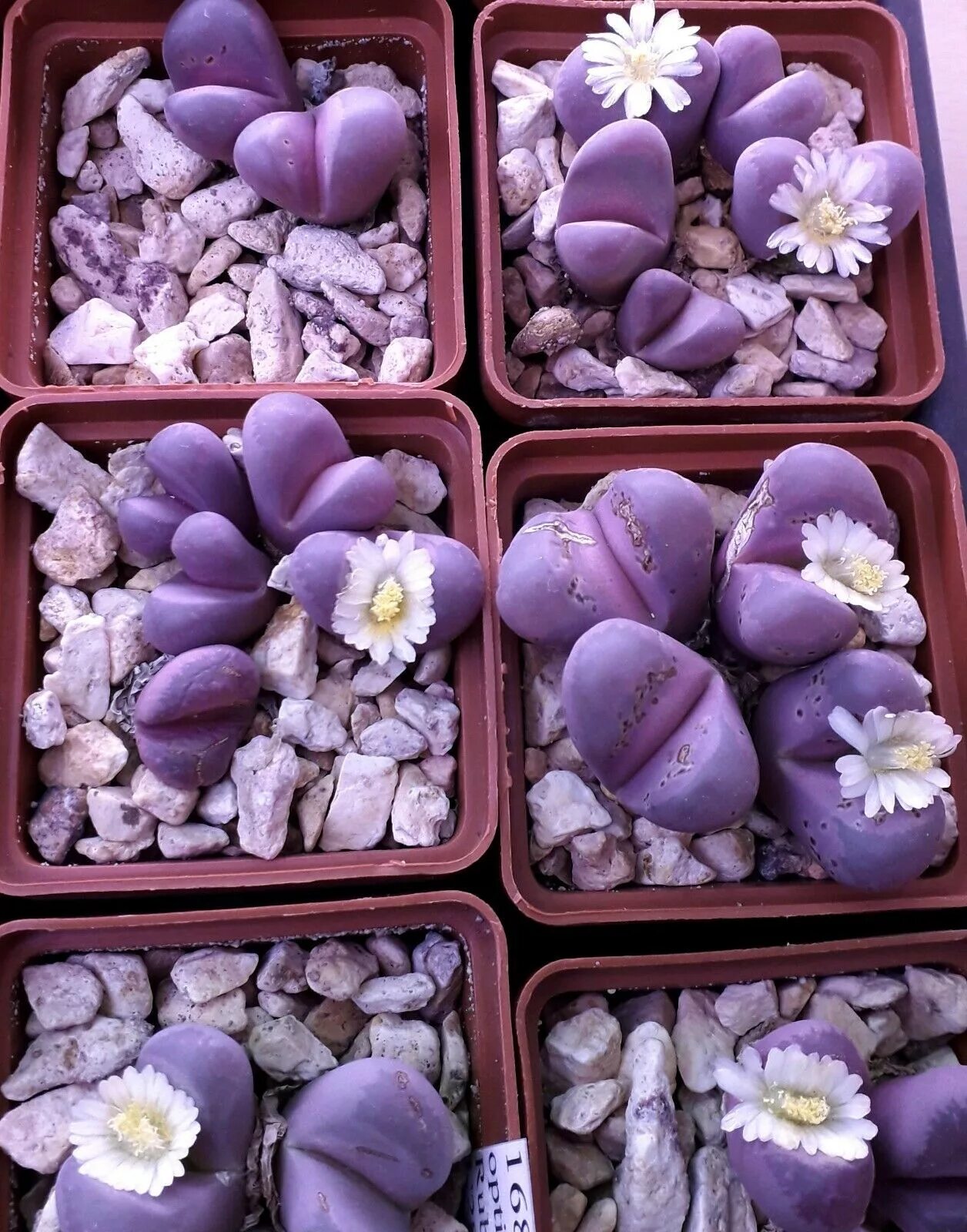 суккулент литопс. литопс микс. суккуленты литопсы. литопс живые камни. литопс гесинария.