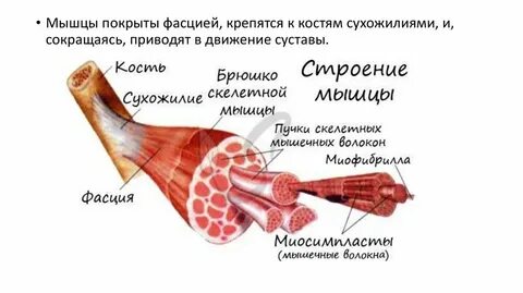 Мышца снаружи покрыта