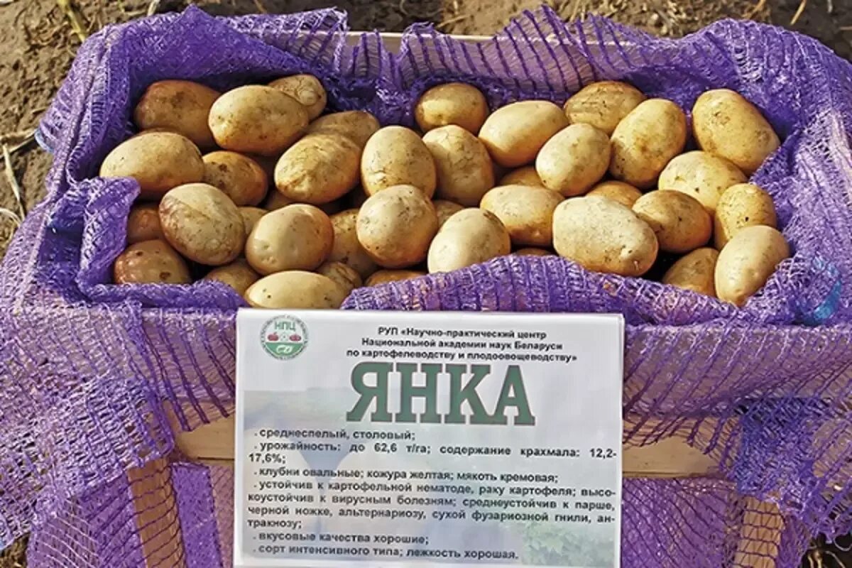 Картофель содержание. Сорт картофеля голубой дунай. картофель алладин описание сорта.