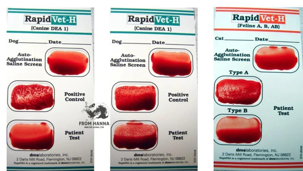 Группа крови экспресс. Определение групп крови у кошек. Тест на определение группы крови собак. Тест на группы крови кошек. Определение группы крови у животных.