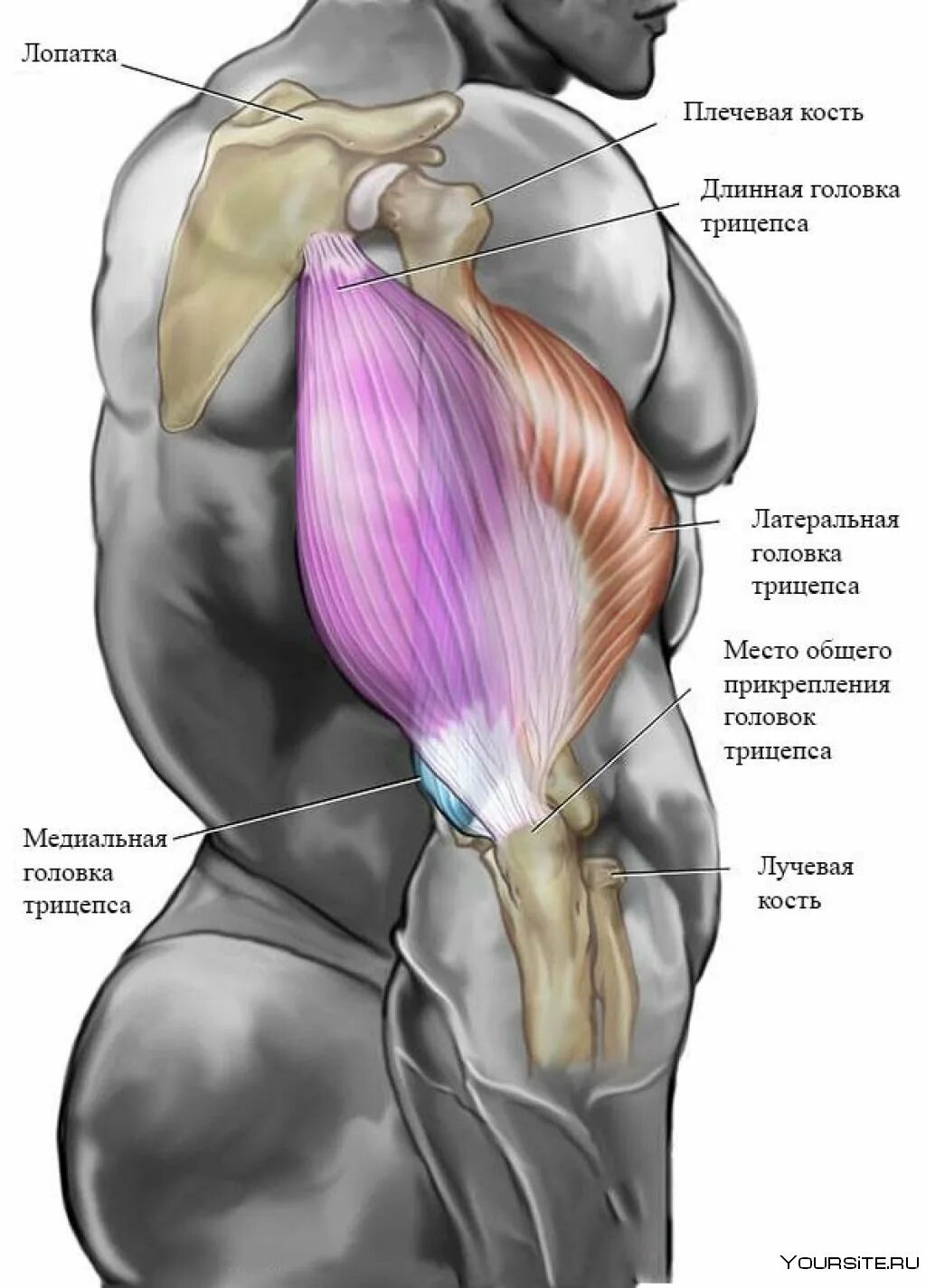Трицепс мышца. Латеральная головка трицепса. Трицепс анатомия мышц. Латеральная головка трицепса анатомия. Трицепс плеча латеральная головка.
