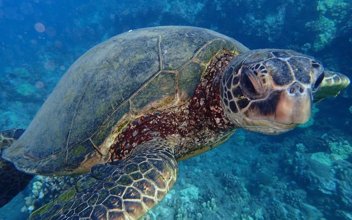 Какой группе морских обитателей относится морская черепаха. Черепаха Каретта-Каретта. Морская черепаха бисса. Черепаха Каретта (логгерхед). Бисса Каретта.