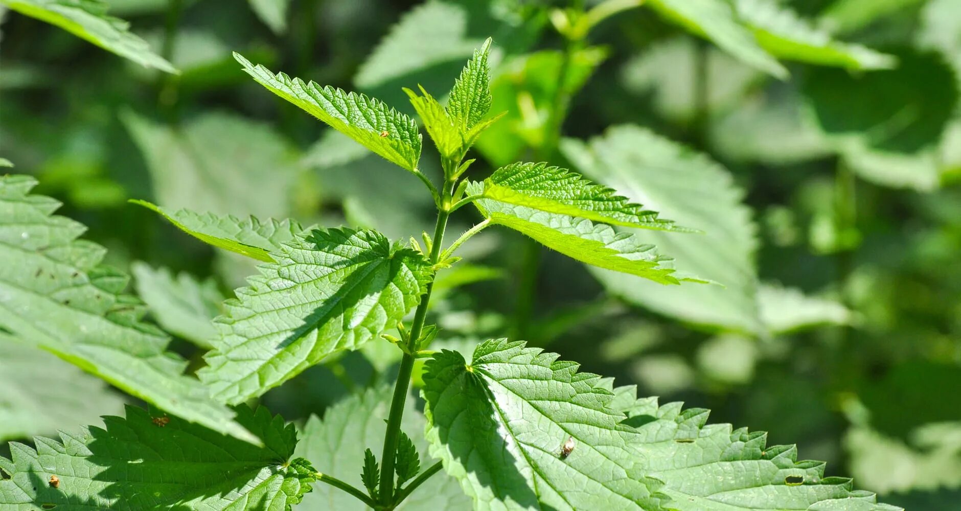 Крапива родом из китая. ). Urtica dioica l. Крапива родом из китая. Род urtica.