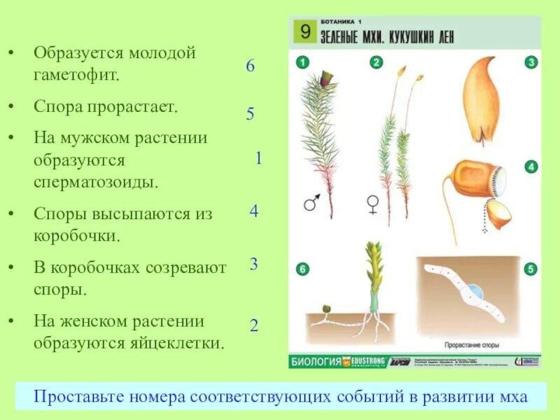 Прорастает в гаметофит