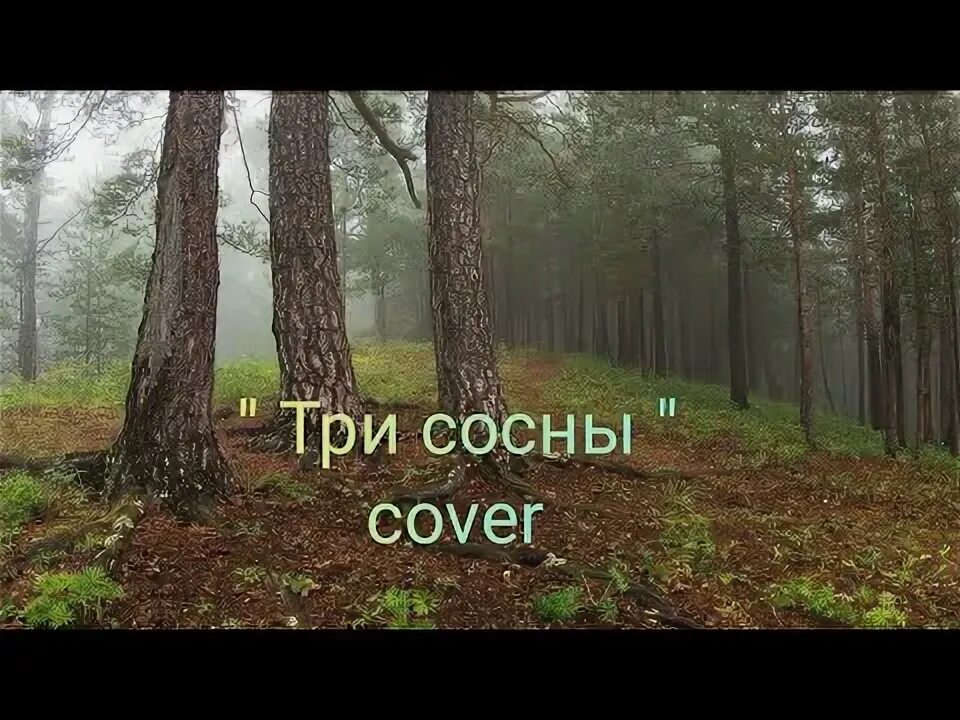 Застряли между сосен песня. Три сосны песня.