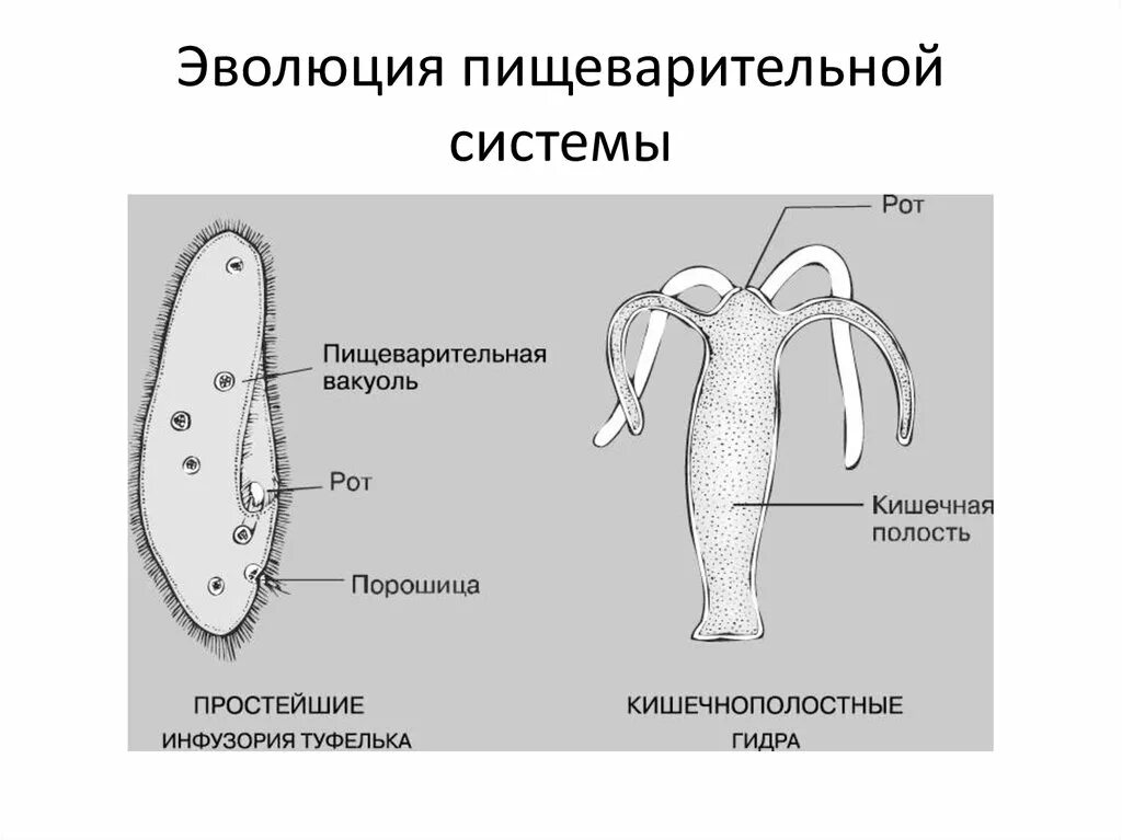 Эволюция пищеварительной системы кишечнополостных. Пищеварительная система простейших одноклеточных. Органы пищеварительной системы кишечнополостных животных. Эволюция пищеварительной системы животных. Сколько простейших известно