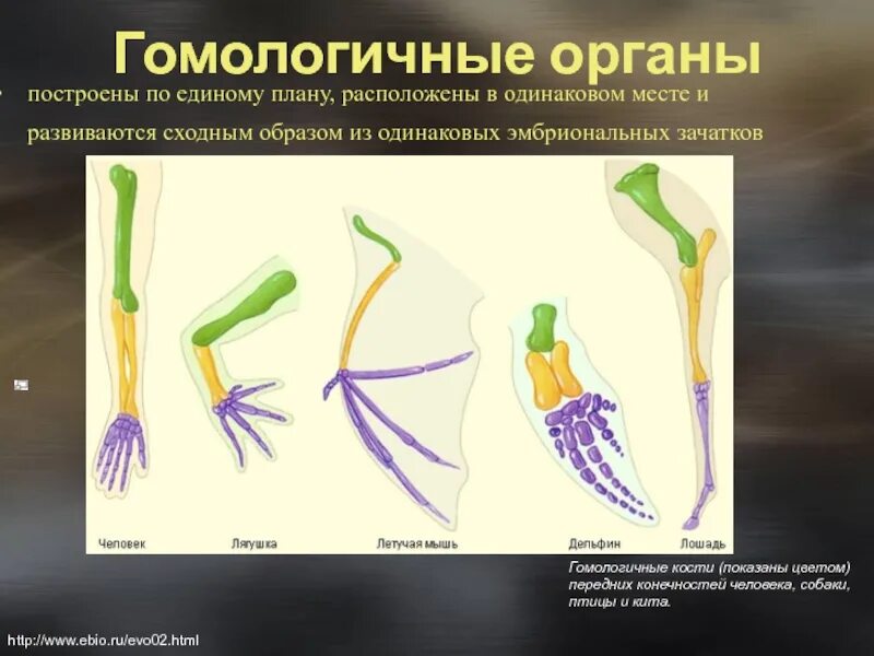 Гомологичные органы крыло птицы и ласты кита. Гомологичные органы. Гомологичные органы у животных. Гомологичные органы конечности. Примеры гомологичных органов в биологии.