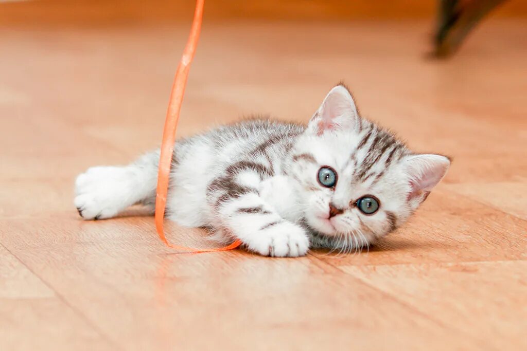 Котята играют на полу. Котенок с лентой. Кошка играет ленточкой. Кот играет с ленточкой. Шотландский котенок играет.
