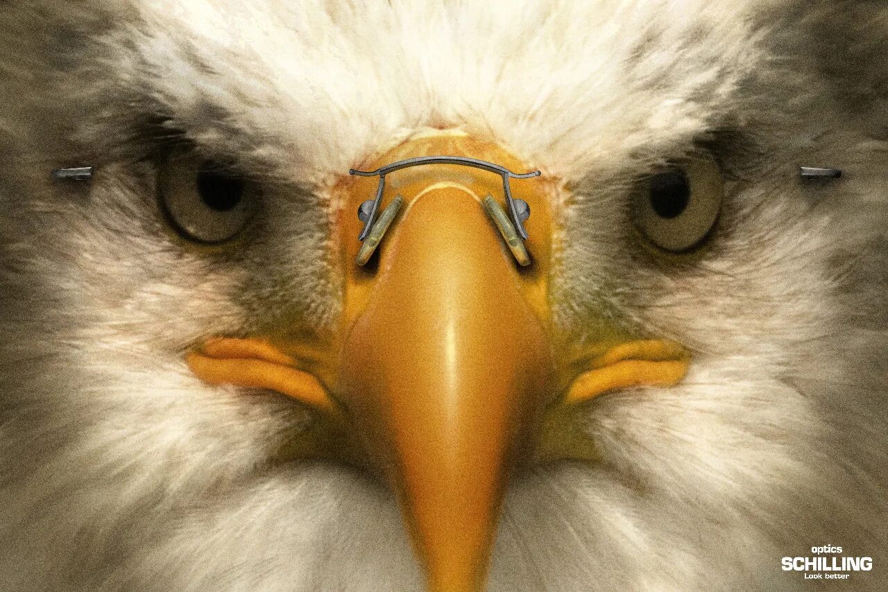 «голубые сойки». Наши питомцы. Куры несушки цыплята. Реклама птицы. Визитка по продаже кур.