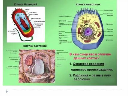 Различия животной и бактериальной клетки