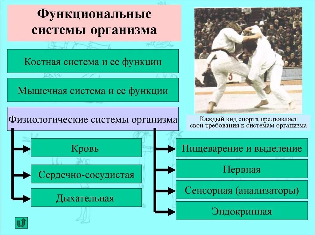 Функциональные системы организма человека. Функциональные особенности организма человека. Функциональная система органов. Примеры функциональной системы организма человека.