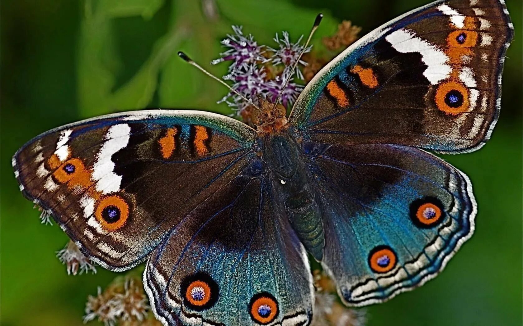 Разнообразие бабочек. Олимпиус Инферно бабочка. Красивые бабочки. Редкие бабочки. Яркие бабочки.