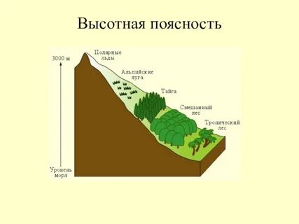 Природные зоны высотной поясности