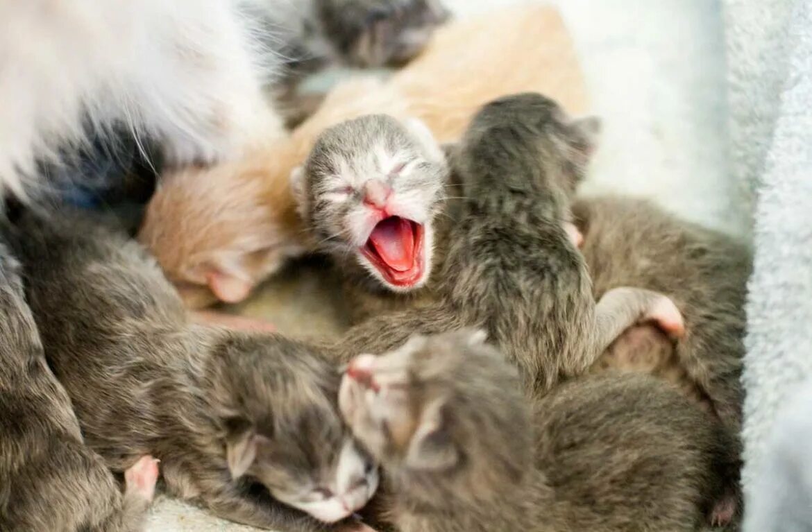 Новорожденные котята. Новорожденный котенок. Слепые котята. Почему кошки мам мам