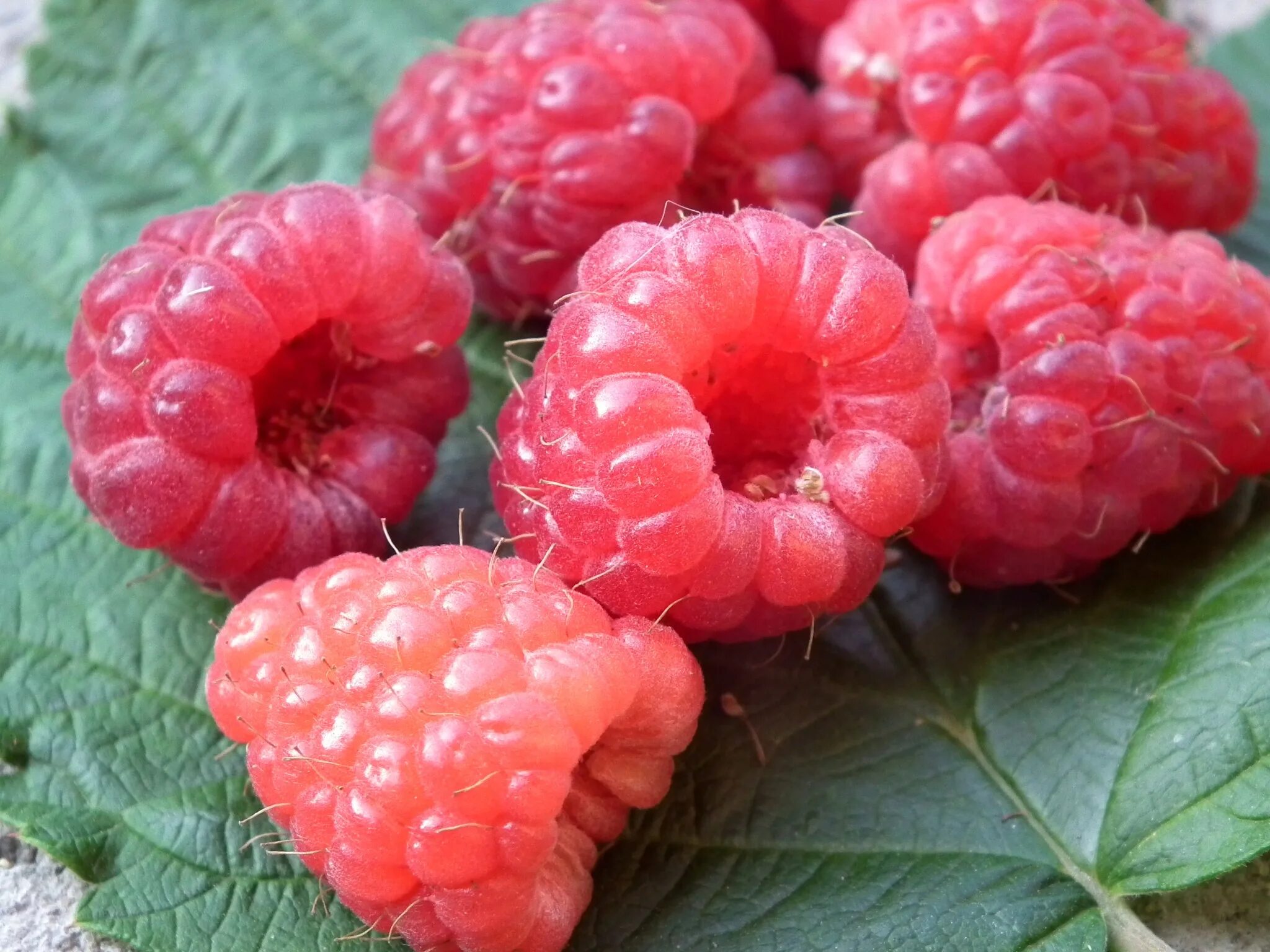 Плод растения малины. Малини плод. малина rubus spectabilis. малина бороздчатая. малина розоцветное растение.