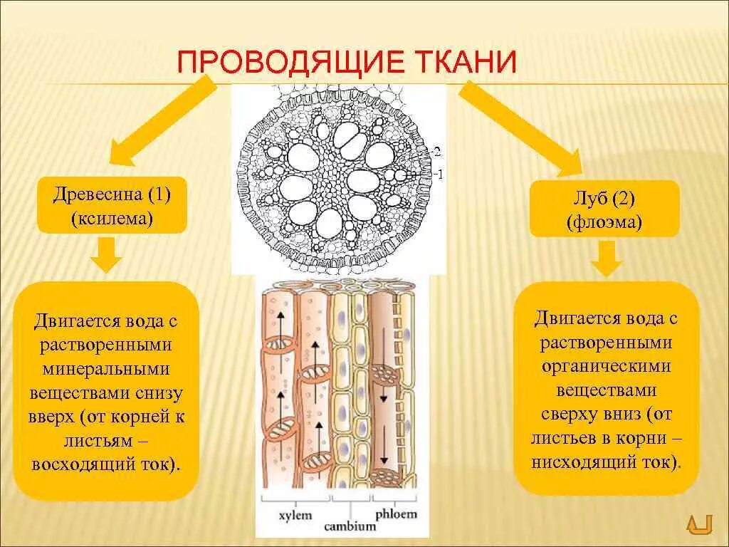 Транспорт органических веществ какая ткань. Строение стебля Ксилема и флоэма. Ксилема и флоэма это ткани. Ткани растений Ксилема флоэма. Луб флоэма древесина Ксилема.