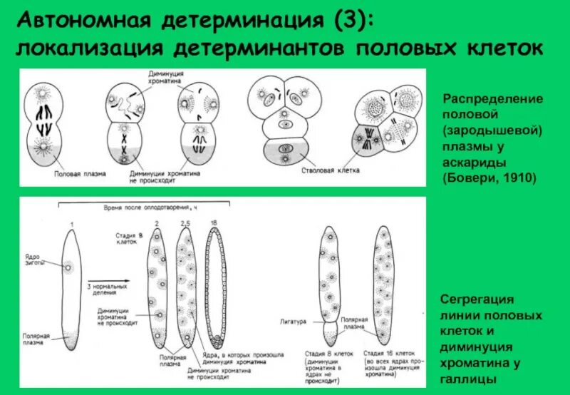 Детерминация. Диминуция хроматина. Схема детерминации в биологии. Детерминация клеток