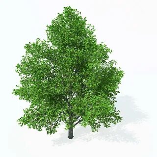 Картинка осина для детей