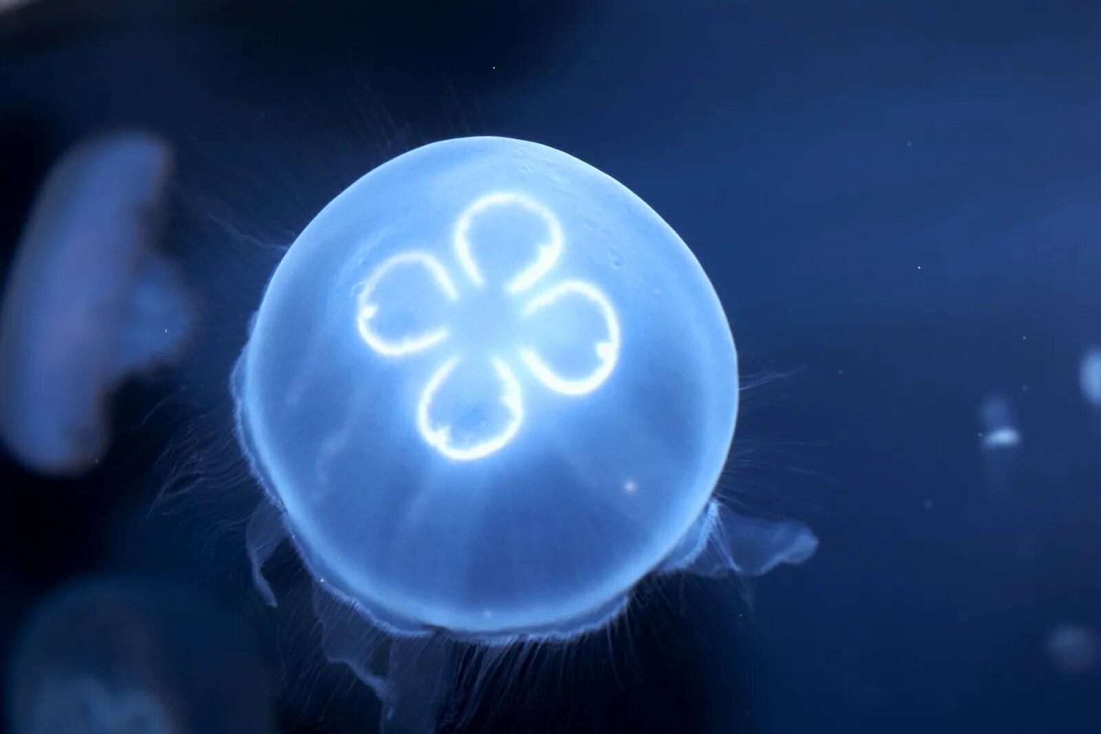 Aurelia Aurita медуза. Медуза какая симметрия тела