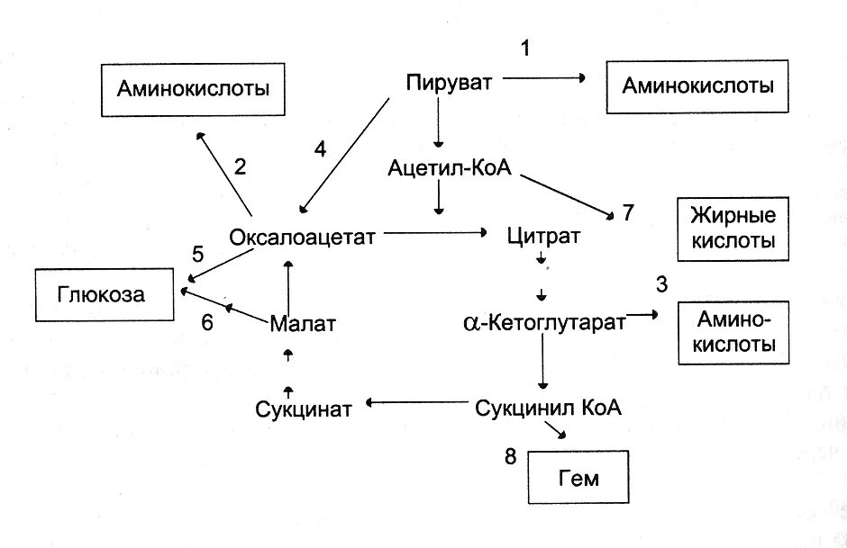 Назовите метаболит
