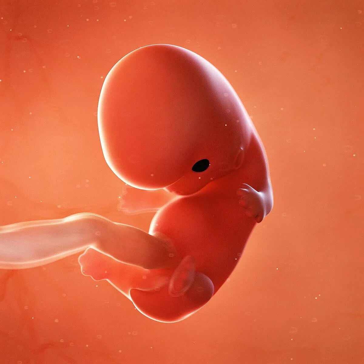 Week 9: First Trimester of Pregnancy Project Alive & Kicking