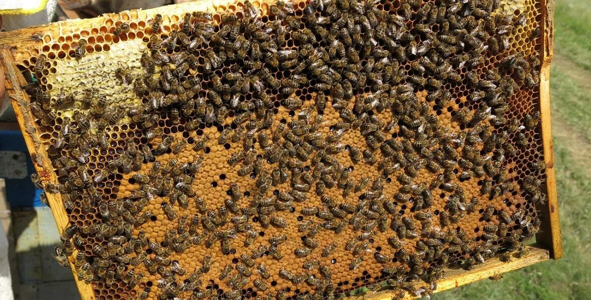Купить пчел мордовия. Улей для пчел. Пчелы в улье. Пчелопакеты пчелы. Пчелиная семья в улье.