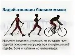 Катание на велосипеде какие мышцы. Мышцы задействованные при езде на велосипеде. Какие мышцы работают на велосипеде. Какие мышцы качаются на велосипеде. Какие мышцы работают при езде на велосипеде.