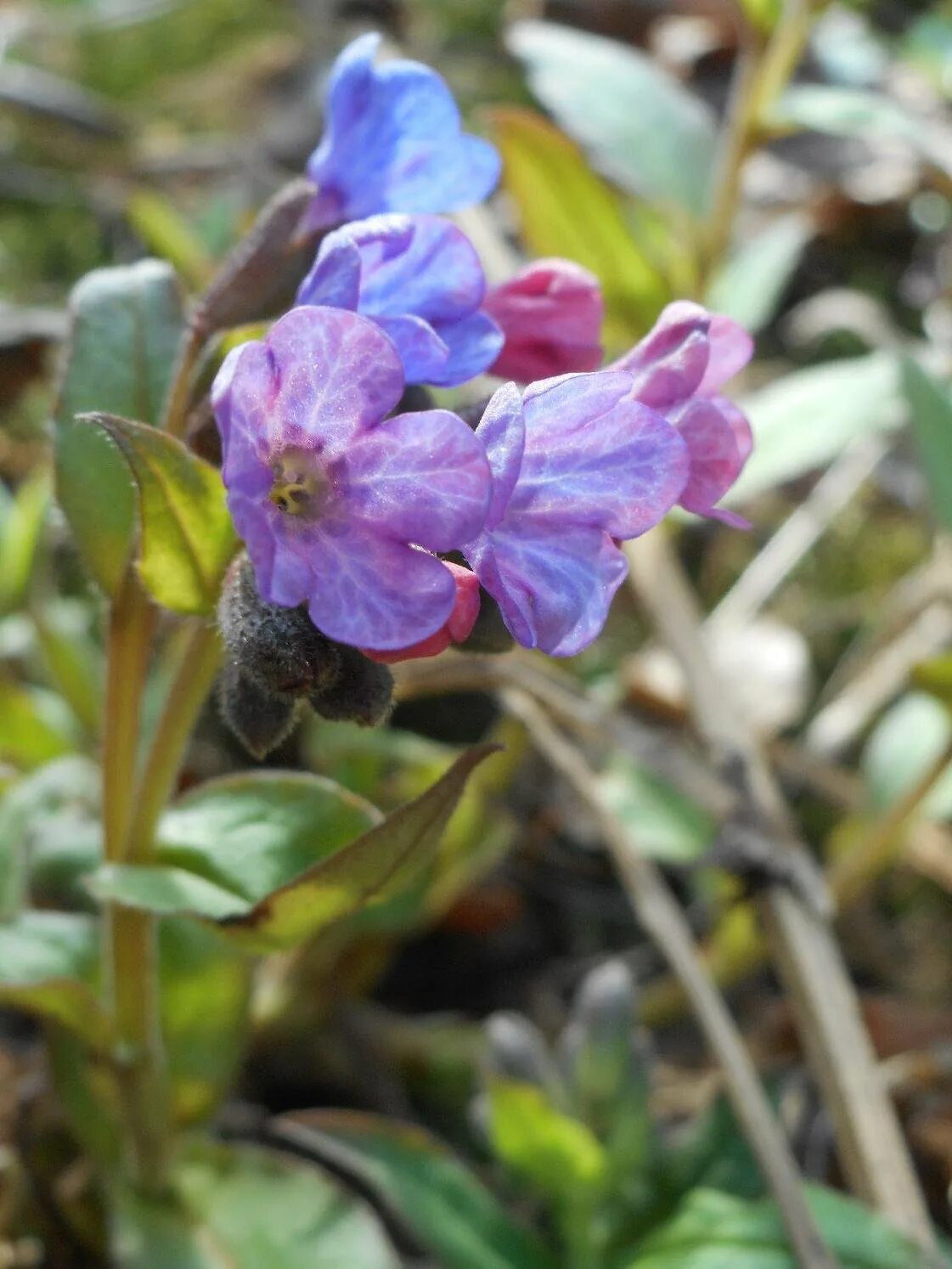 Цветущая медуница. Медуница темная. Медуница неясная (pulmonaria obscura dumort. Эфемероиды медуница. Медуница неясная (pulmonaria obscura dumort.