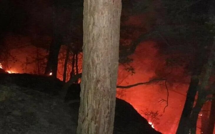 Пожар в туапсинском районе. Пожар в лесу. пожар в туапсе. огонь в лесах. пожар в лесу ночью.