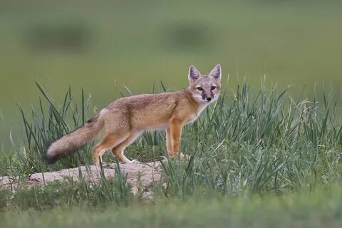 Лисица корсак природная зона