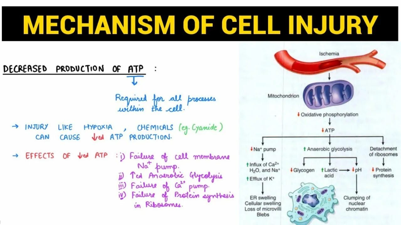 Reversed cell. Cell 1 cell 2 cell 3 красные при зарядке. industrial injuries презентация. glicolipid of cell.