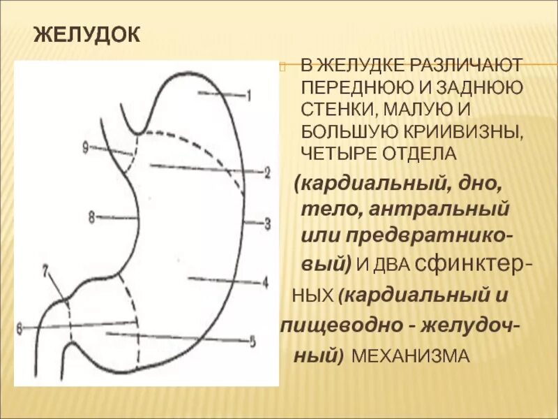 Кардиальный латынь. Отделы желудка анатомия латынь. Передняя стенка желудка анатомия. Задняя стенка желудка анатомия. Стенки желудка анатомия передняя и задняя.